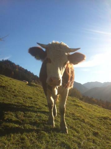 Wohnung Edelweiss - Wohnen Auf Zeit - Homeoffice - Nah Am See - Buchbar Ab 28 Naechte Schliersee Exteriér fotografie